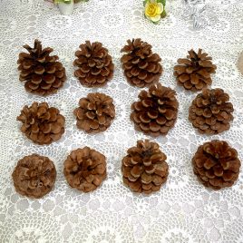 pine_cones